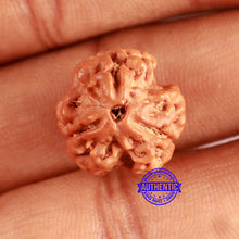 Load image into Gallery viewer, 3 Mukhi Rudraksha from Nepal - Bead No. 367