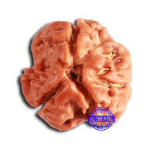 Load image into Gallery viewer, 3 Mukhi Rudraksha from Nepal - Bead No. 370