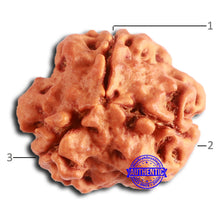Load image into Gallery viewer, 3 Mukhi Rudraksha from Nepal - Bead No. 371