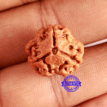 Load image into Gallery viewer, 3 Mukhi Rudraksha from Nepal - Bead No. 371