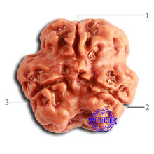 Load image into Gallery viewer, 3 Mukhi Rudraksha from Nepal - Bead No. 372