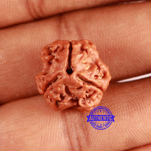 Load image into Gallery viewer, 3 Mukhi Rudraksha from Nepal - Bead No. 372