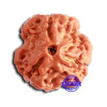 Load image into Gallery viewer, 3 Mukhi Rudraksha from Nepal - Bead No. 373