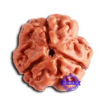 Load image into Gallery viewer, 3 Mukhi Rudraksha from Nepal - Bead No. 375