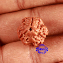 Load image into Gallery viewer, 3 Mukhi Rudraksha from Nepal - Bead No. 376