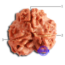 Load image into Gallery viewer, 3 Mukhi Rudraksha from Nepal - Bead No. 377