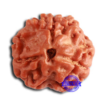 Load image into Gallery viewer, 3 Mukhi Rudraksha from Nepal - Bead No. 378
