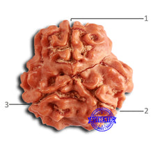 Load image into Gallery viewer, 3 Mukhi Rudraksha from Nepal - Bead No. 379