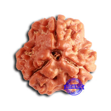 Load image into Gallery viewer, 3 Mukhi Rudraksha from Nepal - Bead No. 379