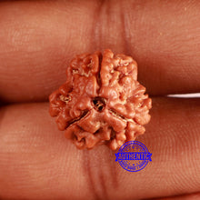 Load image into Gallery viewer, 3 Mukhi Rudraksha from Nepal - Bead No. 379