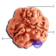 Load image into Gallery viewer, 3 Mukhi Rudraksha from Nepal - Bead No. 380