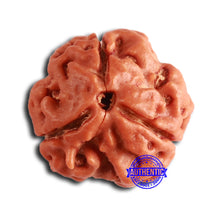 Load image into Gallery viewer, 3 Mukhi Rudraksha from Nepal - Bead No. 380