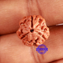 Load image into Gallery viewer, 3 Mukhi Rudraksha from Nepal - Bead No. 380