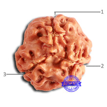 Load image into Gallery viewer, 3 Mukhi Rudraksha from Nepal - Bead No. 382