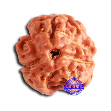 Load image into Gallery viewer, 3 Mukhi Rudraksha from Nepal - Bead No. 381
