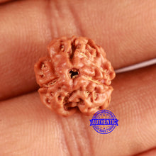Load image into Gallery viewer, 3 Mukhi Rudraksha from Nepal - Bead No. 381
