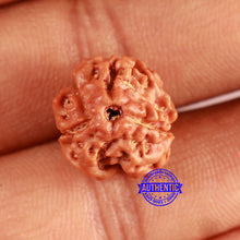Load image into Gallery viewer, 3 Mukhi Rudraksha from Nepal - Bead No. 381