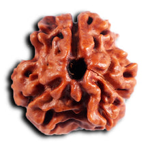 Load image into Gallery viewer, 3 Mukhi Rudraksha from Nepal - Bead No. 385