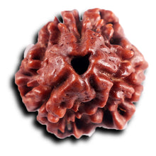 Load image into Gallery viewer, 3 Mukhi Rudraksha from Nepal - Bead No. 390