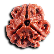 Load image into Gallery viewer, 3 Mukhi Rudraksha from Nepal - Bead No. 401
