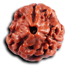 Load image into Gallery viewer, 3 Mukhi Rudraksha from Nepal - Bead No. 404