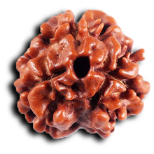 Load image into Gallery viewer, 3 Mukhi Rudraksha from Nepal - Bead No. 405