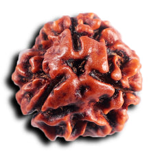 Load image into Gallery viewer, 3 Mukhi Rudraksha from Nepal - Bead No. 406