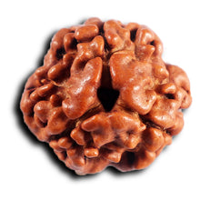 Load image into Gallery viewer, 3 Mukhi Rudraksha from Nepal - Bead No. 407