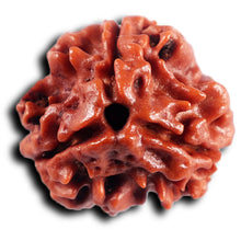 Load image into Gallery viewer, 3 Mukhi Rudraksha from Nepal - Bead No. 409
