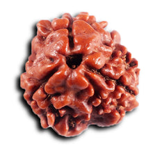 Load image into Gallery viewer, 3 Mukhi Rudraksha from Nepal - Bead No. 412