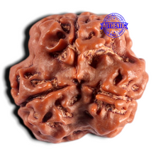 Load image into Gallery viewer, 3 Mukhi Rudraksha from Nepal - Bead No. 451
