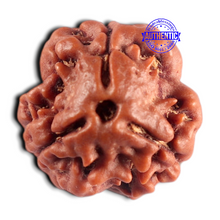 Load image into Gallery viewer, 3 Mukhi Rudraksha from Nepal - Bead No. 454