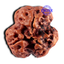 Load image into Gallery viewer, 3 Mukhi Rudraksha from Nepal - Bead No. 455