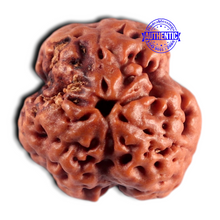 Load image into Gallery viewer, 3 Mukhi Rudraksha from Nepal - Bead No. 455