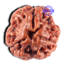 Load image into Gallery viewer, 3 Mukhi Rudraksha from Nepal - Bead No. 456