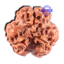 Load image into Gallery viewer, 3 Mukhi Rudraksha from Nepal - Bead No. 457