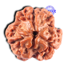 Load image into Gallery viewer, 3 Mukhi Rudraksha from Nepal - Bead No. 457