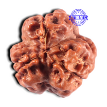 Load image into Gallery viewer, 3 Mukhi Rudraksha from Nepal - Bead No. 459