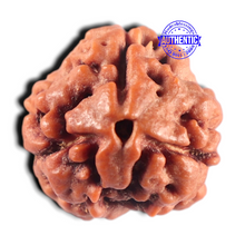 Load image into Gallery viewer, 3 Mukhi Rudraksha from Nepal - Bead No. 460