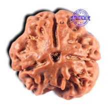 Load image into Gallery viewer, 3 Mukhi Rudraksha from Nepal - Bead No. 462