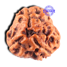 Load image into Gallery viewer, 3 Mukhi Rudraksha from Nepal - Bead No. 463