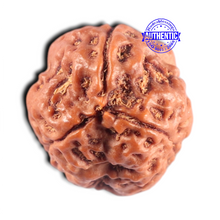 Load image into Gallery viewer, 3 Mukhi Rudraksha from Nepal - Bead No. 464