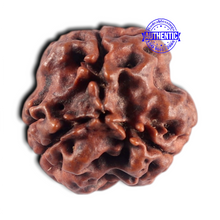 Load image into Gallery viewer, 3 Mukhi Rudraksha from Nepal - Bead No. 465