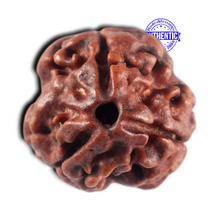 Load image into Gallery viewer, 3 Mukhi Rudraksha from Nepal - Bead No. 465