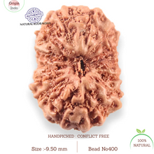 Load image into Gallery viewer, 14 mukhi Indonesian Rudraksha - Bead No. 400