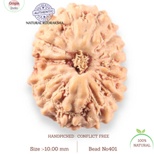Load image into Gallery viewer, 14 mukhi Indonesian Rudraksha - Bead No.401