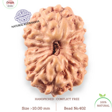 Load image into Gallery viewer, 14 mukhi Indonesian Rudraksha - Bead No.402