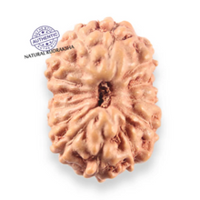 Load image into Gallery viewer, 14 mukhi Indonesian Rudraksha - Bead No.402