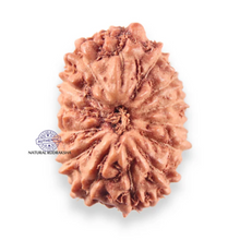 Load image into Gallery viewer, 14 mukhi Indonesian Rudraksha - Bead No.404