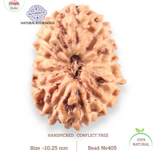 Load image into Gallery viewer, 14 mukhi Indonesian Rudraksha - Bead No.405